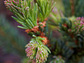 Picea abies Eremita IMG_5962 Świerk pospolity